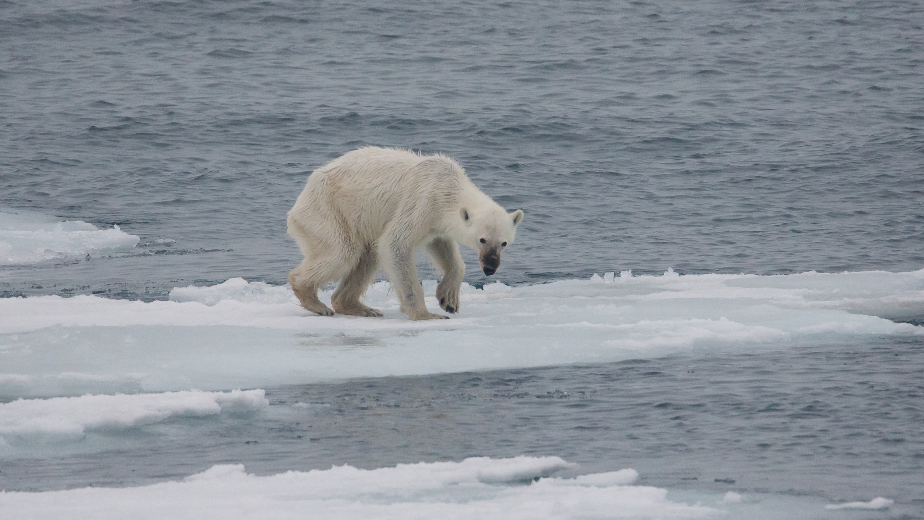 Urso polar sofre com derretimento das calotas (Foto: Andreas Weith/ Wikimedia Commons)