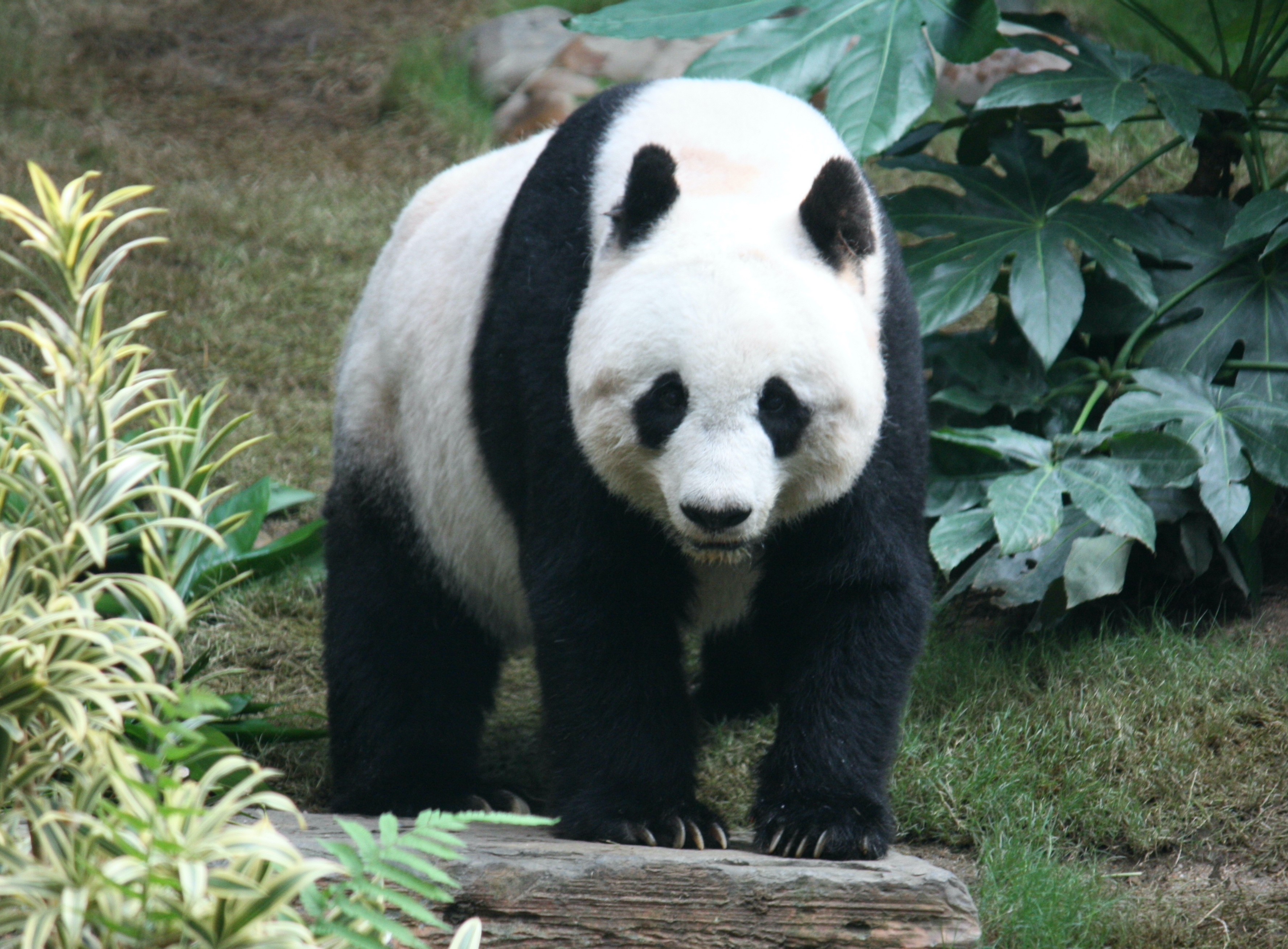 Panda-gigante é o animal mais caro do zoológico (Foto: Wikipedia)