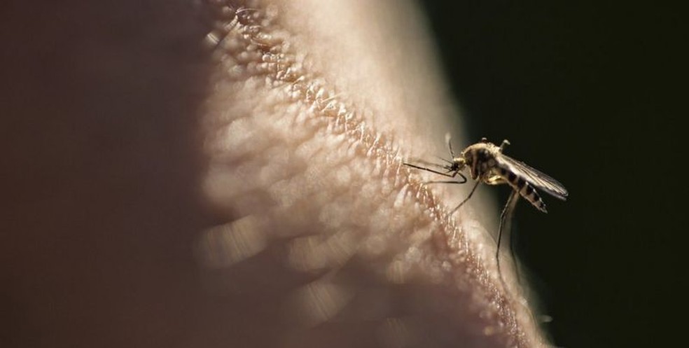 Mosquito que transmite a malária, doença que ainda mata 400 mil pessoas por ano no mundo — Foto: Getty Images