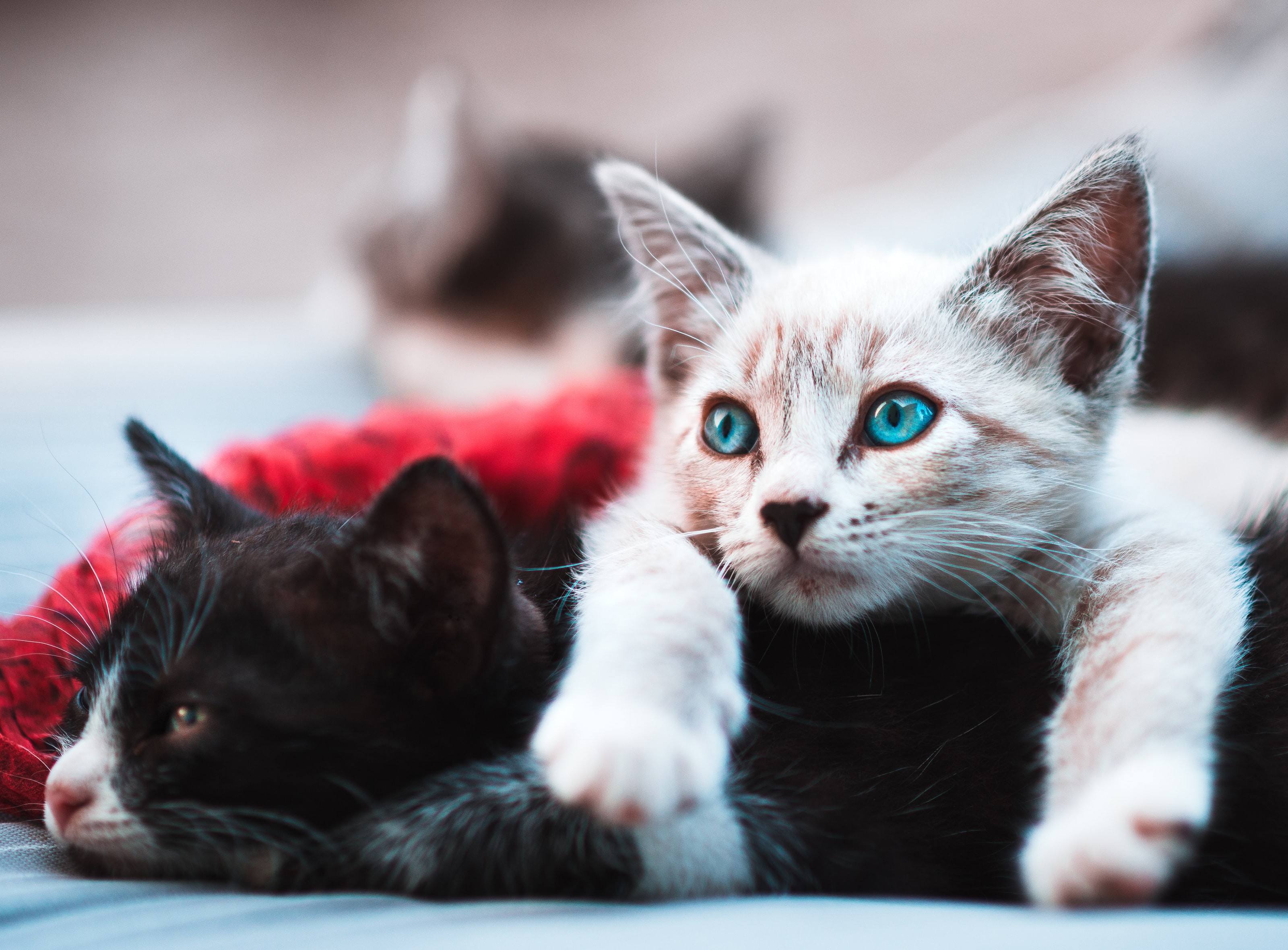 Covid-19 pode infectar mais gatos do que se pensava, aponta estudo (Foto: Unsplash)