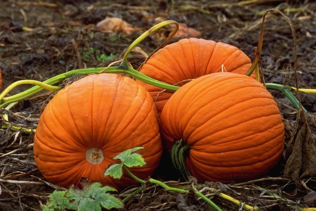 Three Pumpkins rest together still on the vine in a Kent, Washington field. USA. (Foto: Getty Images)