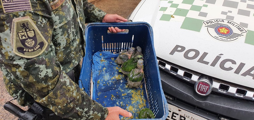 Aves eram anunciadas em Jaú pela internet — Foto: Polícia Ambiental/Divulgação