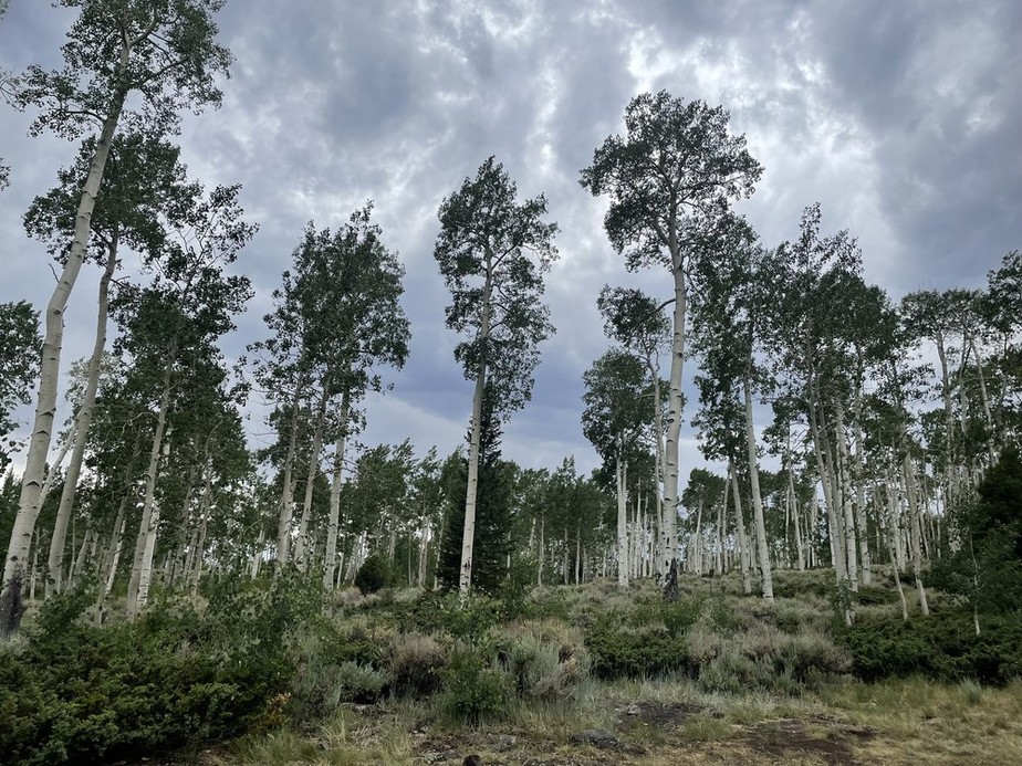 A floresta de álamos Pando é composta por cerca de 40 mil clones ou 'caules' geneticamente idênticos conectados pelas raízes