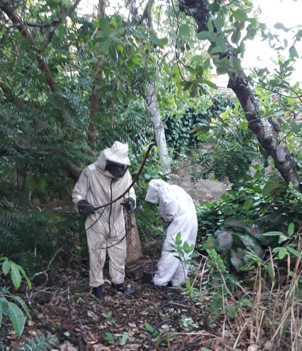 Bombeiros combatendo enxame de abelhas — Foto: Bombeiros/Divulgação