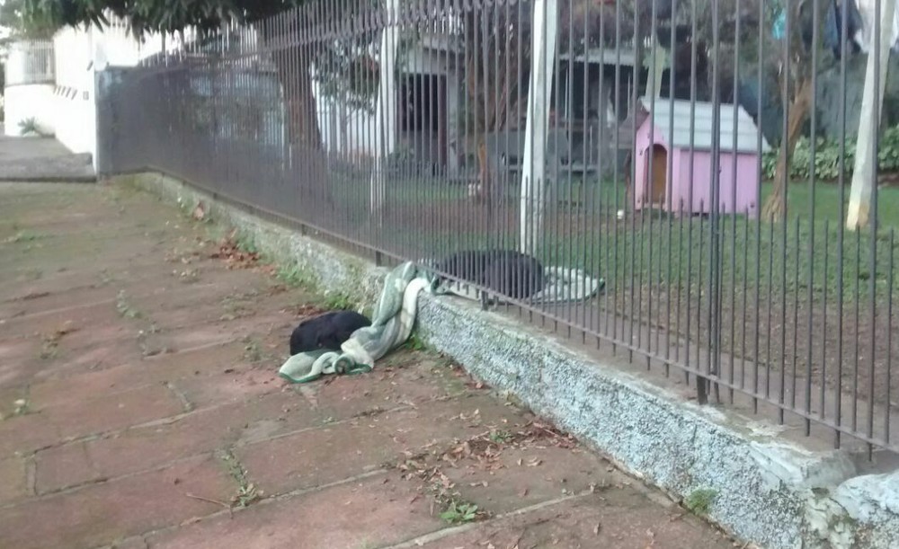 Cadela Lana compartilha coberta com cão de rua em Ivoti, no Rio Grade do Sul (Foto: Luiz Felipe Olkoski/Arquivo Pessoal)