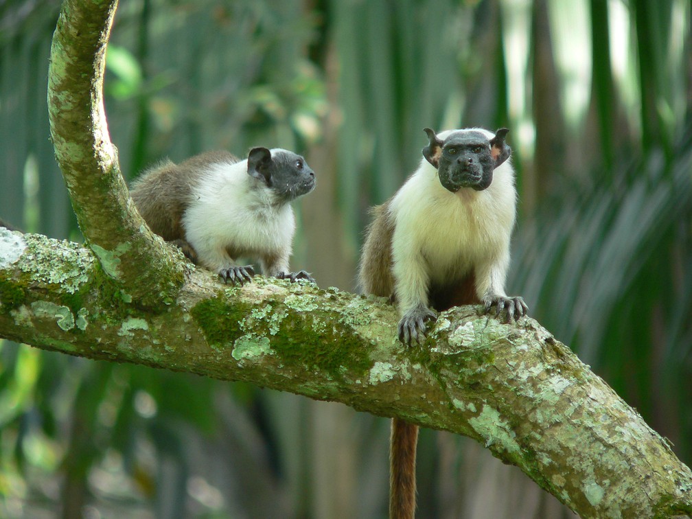 O sauim-de-coleira (Saguinus bicolor), que era frequente na região de Manaus, está na categoria de maior risco. Plano tenta salvá-lo da extinção   (Foto: Robson Czaban/ICMBio)