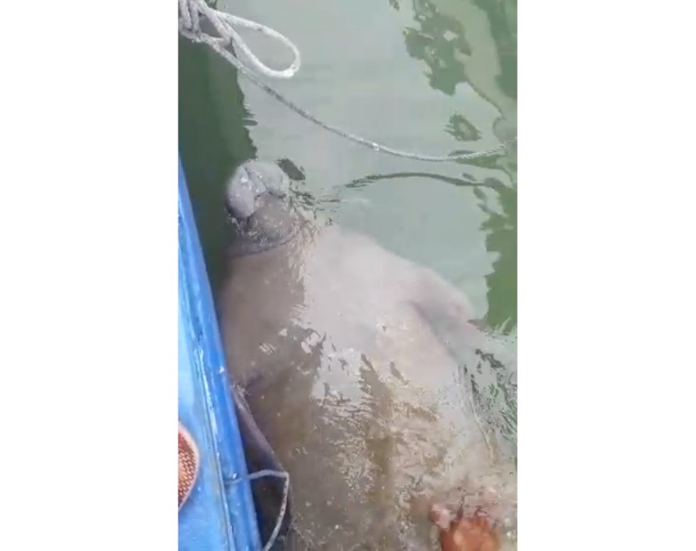 Peixe-boi visto em Maxaranguape &mdash; Foto: Reprodu&ccedil;&atilde;o