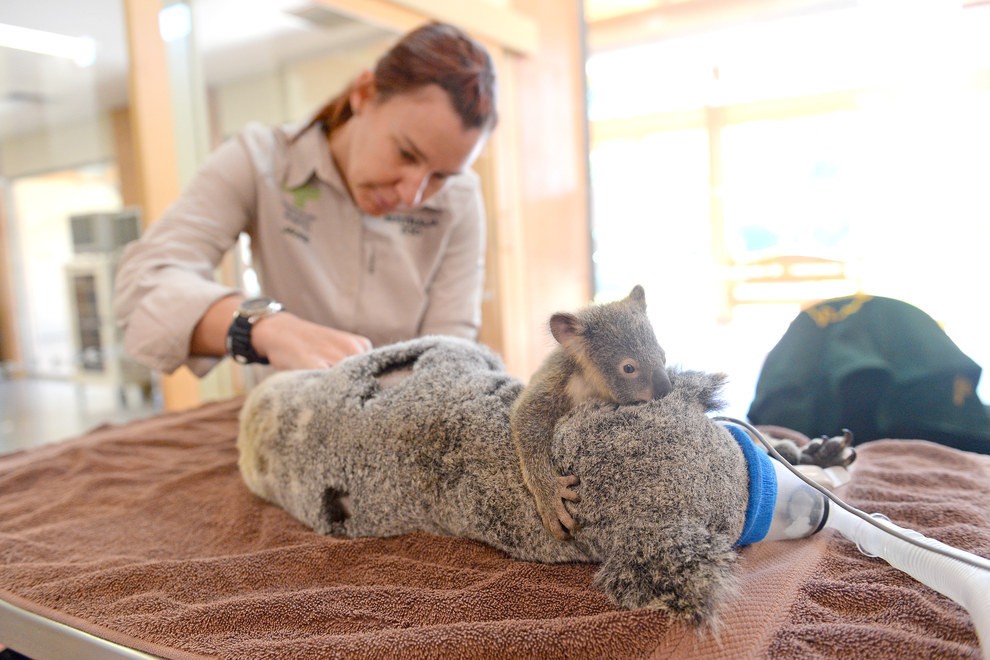   (Foto:  Australia Zoo Wildlife Hospital)