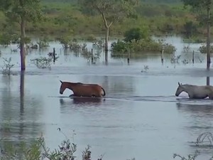 G1 - No Pantanal de MS, cavalgada entre fazendas pode durar até uma semana  - notícias em Mato Grosso do Sul