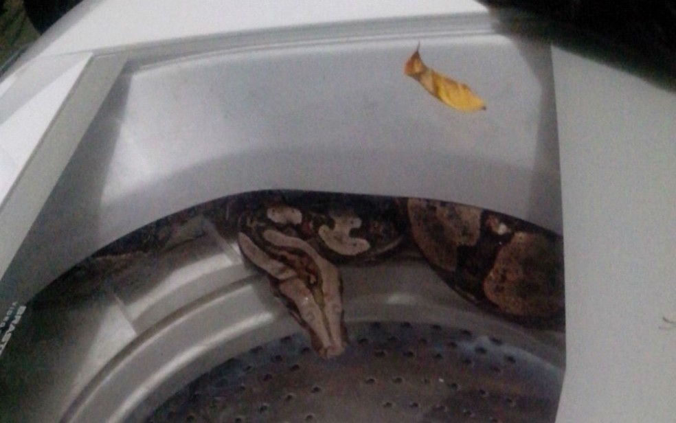 Cobra estava escondida em máquina de lavar (Foto: Sirley Oliveira/Arquivo pessoal)