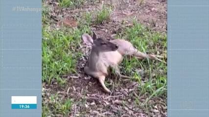 Veado é resgatado em Palmas após ser atropelado