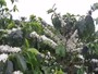 Volume de café exportado pelo Brasil recua 10% em outubro