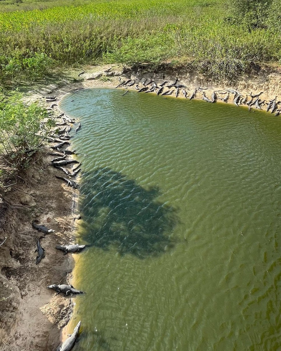 Jacarés no Pantanal de MS — Foto: Matheus Carvalho/Reprodução
