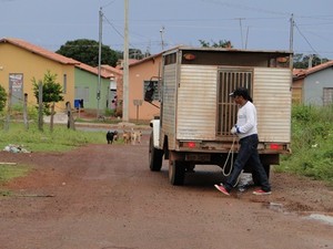 Profissionais do CCZ fizeram captura de animais em Gurupi (Foto: Divulgação/Ascom Gurupi)