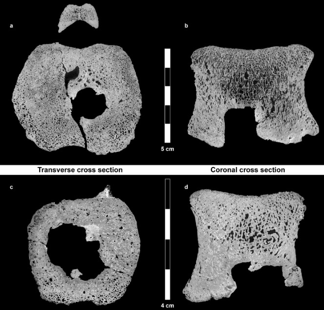 Secções transversais (horizontais) e frontais dos fósseis realizadas a partir de tomografia computadorizada (Foto: Scientific Reports)