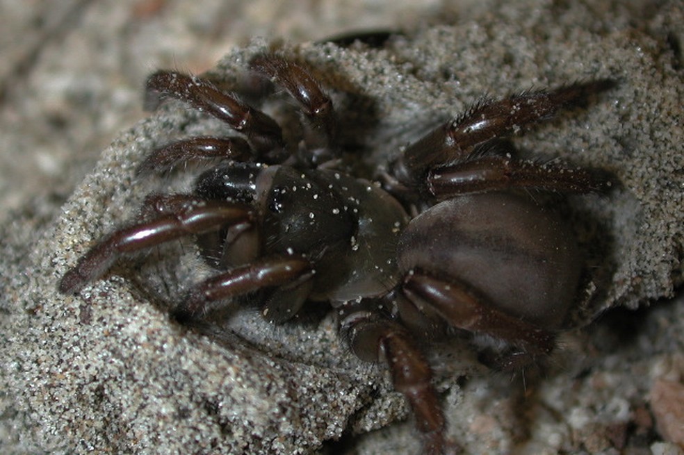 Aranha de Alçapão  — Foto: WikimediaCommons