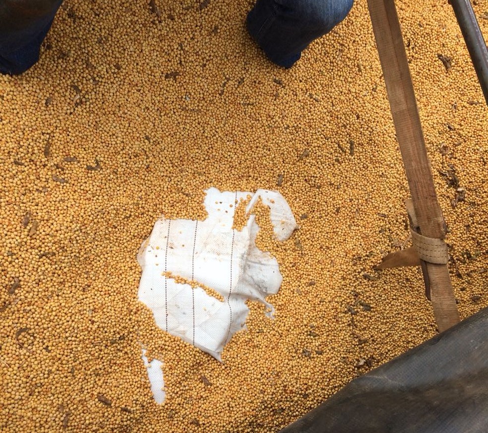 Droga escondida no meio da carga de soja (Foto: PF/Divulgação)