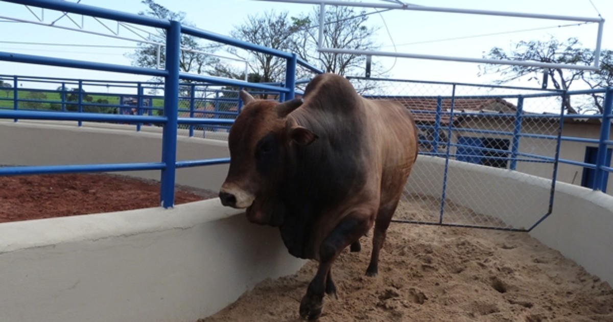 G1 - 'Queima do Alho' resgata tradição do tropeiro na Festa do