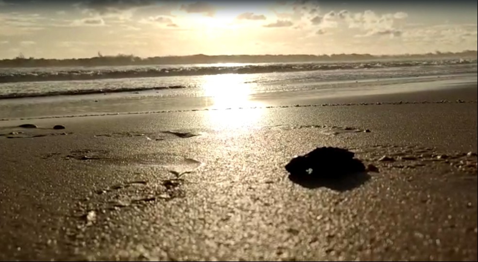 Tartarugas de espécie em extinção nascem na Praia do Cumbuco. — Foto: Reprodução
