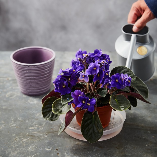 Como cuidar de violetas (Foto: Getty Images/Dorling Kindersley )