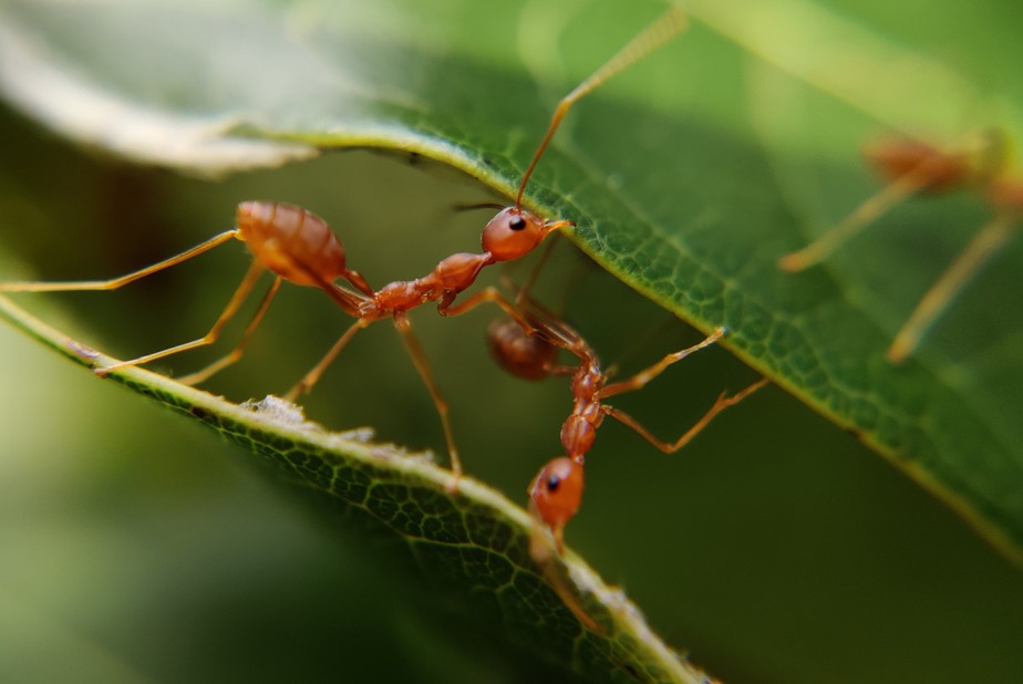 Formigas