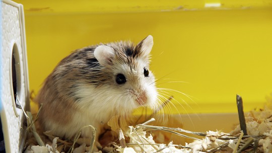 Conheça o hamster roborovski, o curioso roedor minúsculo e rápido