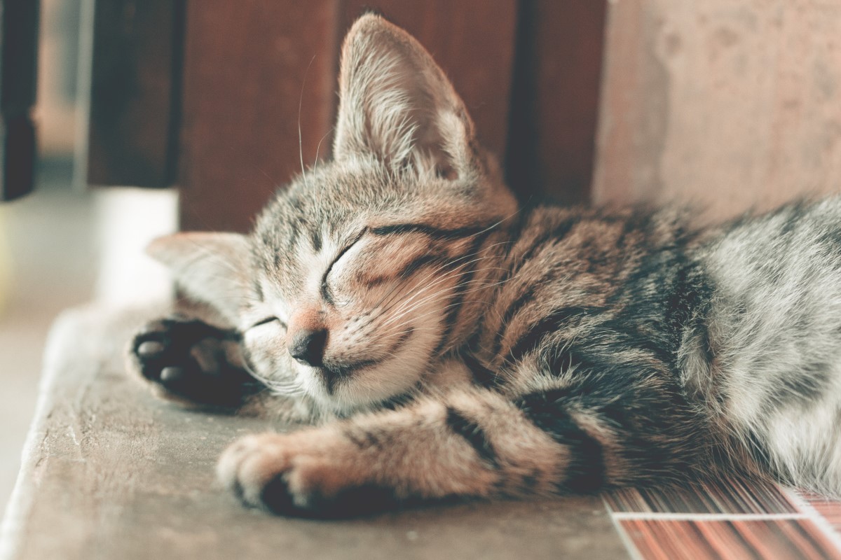 O melhor momento para dar remédio para os gatos é quando eles estão sonolentos (Foto: Pexels/ Ihsan Adityawarman/ CreativeCommons)
