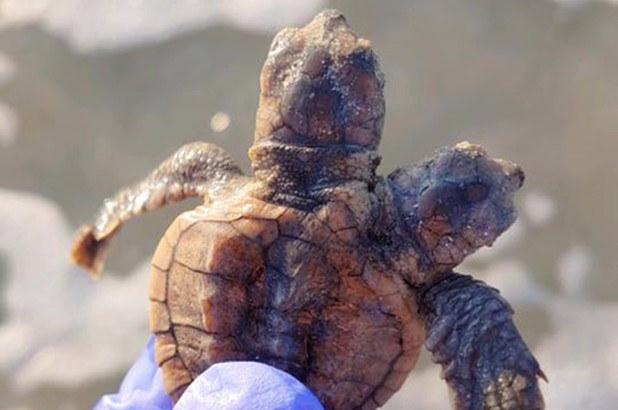 A tartaruga de duas cabeças foi encontrada por agentes ambientais (Foto: Divulgação/Sea Turtle Patrol)
