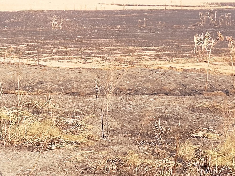 Focos de queimadas  em fazenda em Queiroz (SP) foram captados por um satélite — Foto: Polícia Ambiental/ Divulgação
