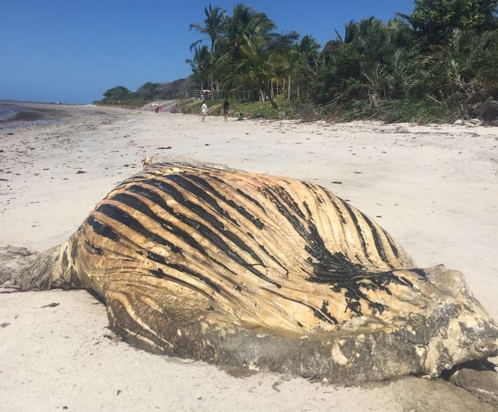 Baleia jubarte é encontrada morta em praia de Porto Seguro (Foto: Secretaria de Meio Ambiente de Porto Seguro)