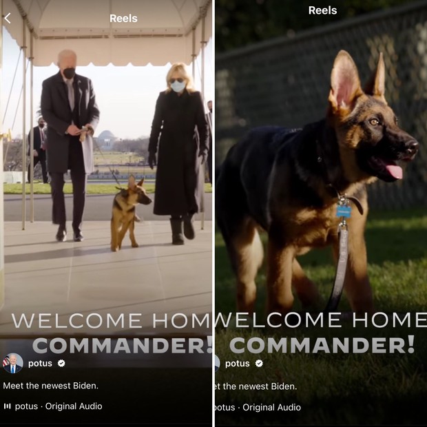 Conheça Commander, novo cachorro pastor alemão de Joe Biden