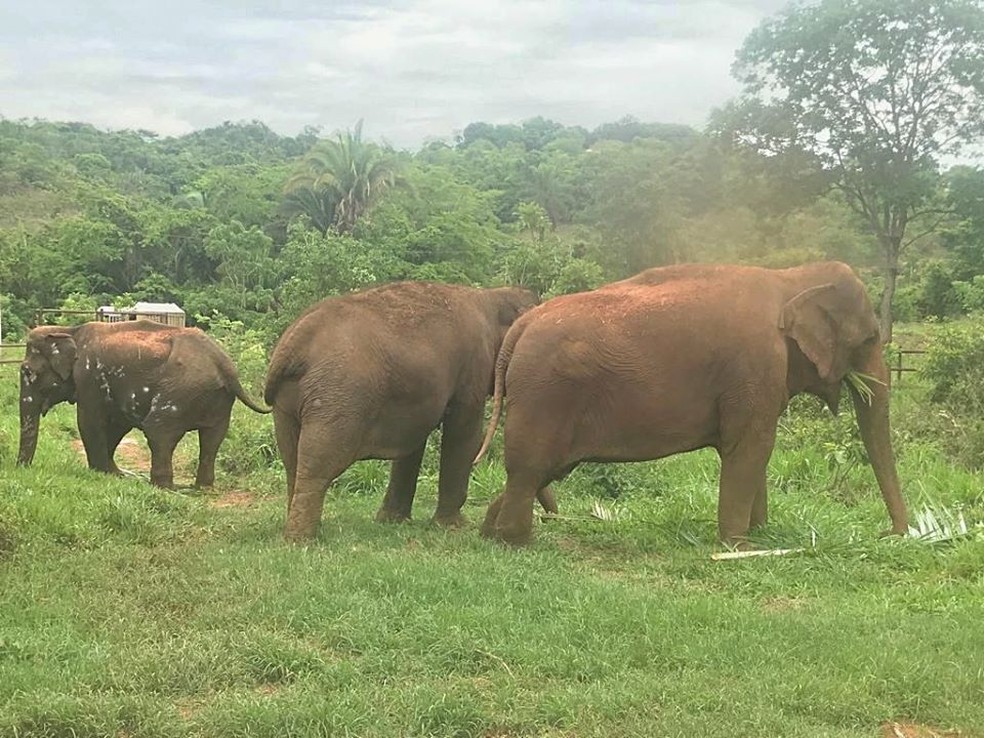 Da direita para a esquerda, em ordem de altura: Rana, Maia e Ramba, moradoras do Santurio dos Elefantes do Brasil (SEB)  Foto: SEB/Divulgao