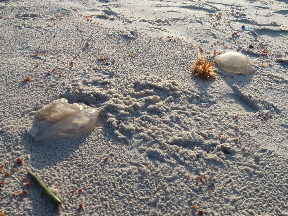 Várias águas-vivas foram encontradas  na areia da Praia do Pontal, AL — Foto: Heliana Gonçalves/TV Gazeta
