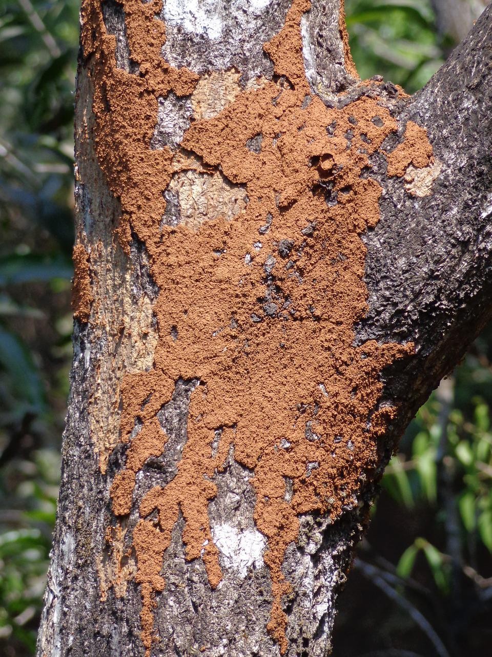 Os insetos podem deteriorar o tronco das árvores (Foto: Pexels / pavanmanjarbng / CreativeCommons)