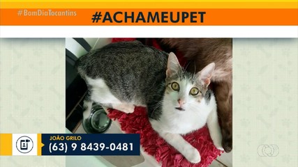 Tutora pede ajuda para achar gatinho João Grilo em Palmas