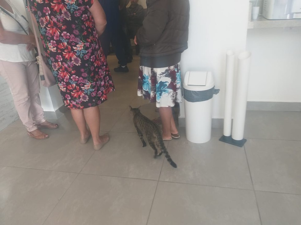 Gato 'Ópera' entra e sai de velório de dona em São Vicente (SP) — Foto: Nina Barbosa/G1