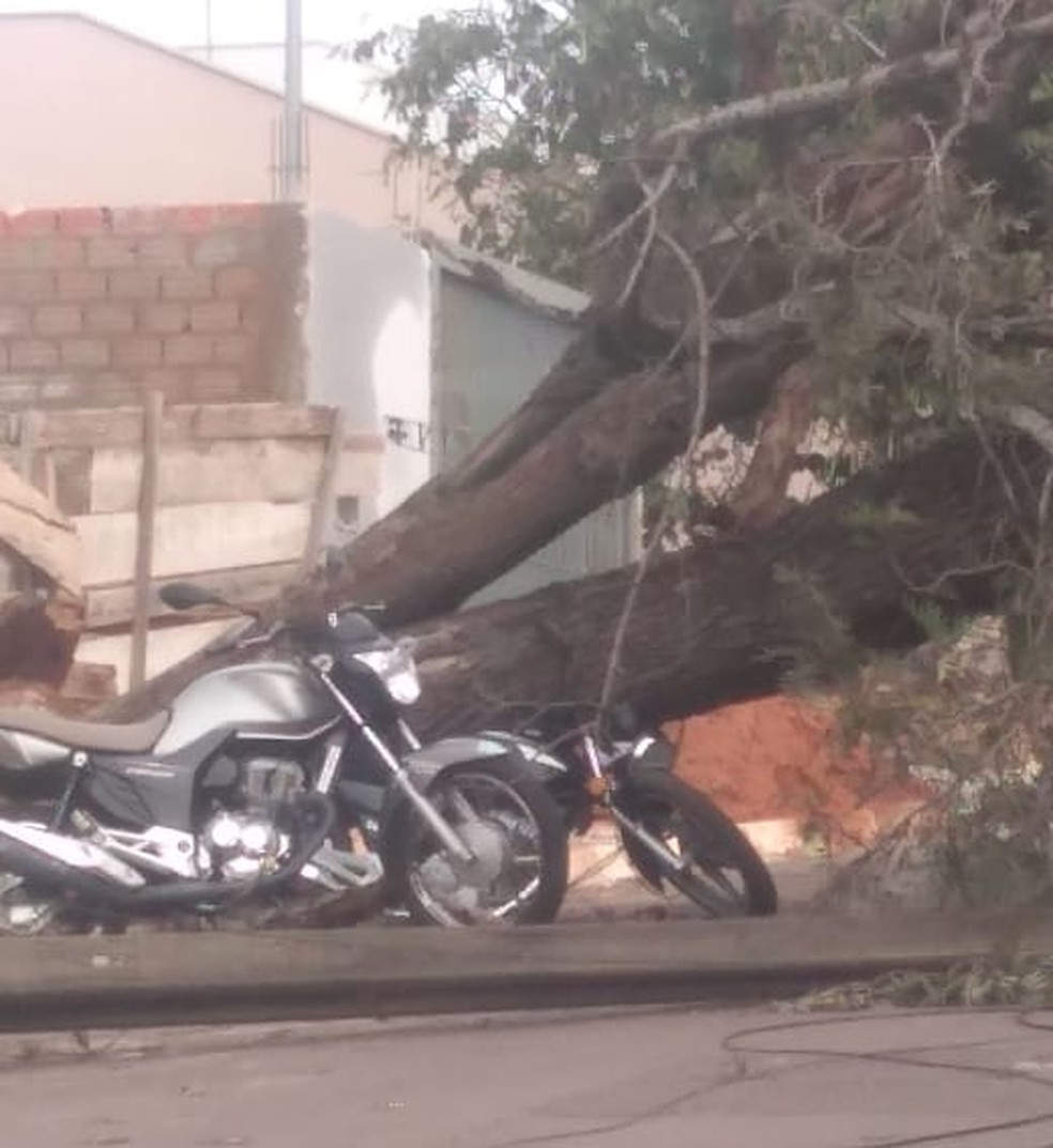 Árvore caiu no Parque dos Pinheiros, em Álvares Machado — Foto: Karina Teschi 
