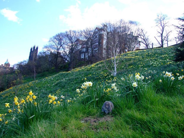 O coelho em frente a um castelo na Grã-Bretanha (Foto: Korrasut Khopuangklang/Arquivo pessoal)