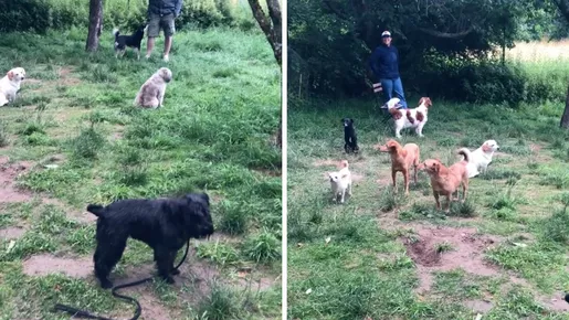 Cada um na sua: vídeo de grupo de cães 'antissociais' viraliza nas redes sociais