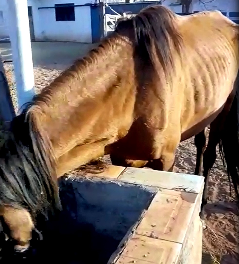 Cavalo com sinais de maus-tratos em propriedade rural na região de Rio Preto — Foto: Arquivo Pessoal