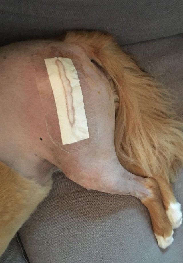 Chris Evans fala sobre cirurgia de seu pet, Dodger (Foto: Reprodução/Instagram)