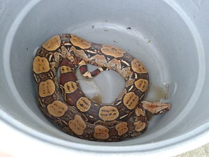 Serpentes comuns em Ubatuba - Curiosidades de Ubatuba