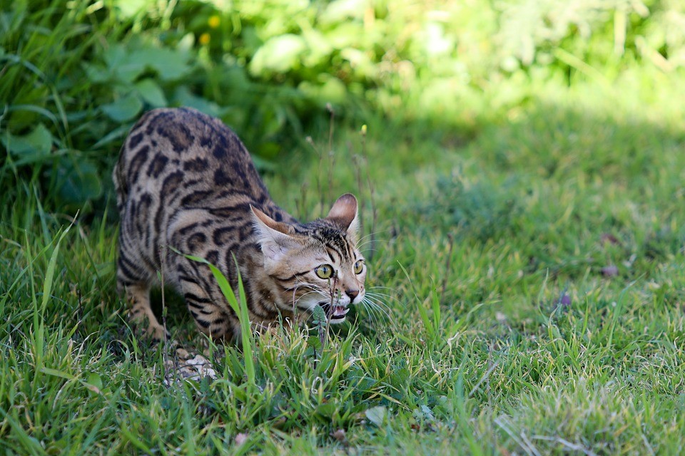 O gato bengal foi criado em 1963 pelo cruzamento de um gato domestico com o leopardo asiático  (Foto: Pixabay/ GidonPico/ CreativeCommons)