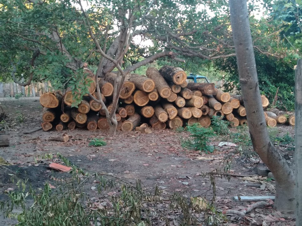 Toras de madeira cortada da Terra Indígena Cana Brava — Foto: Divulgação/PF