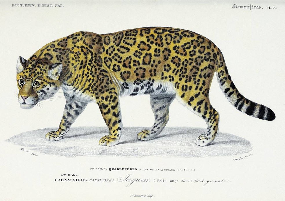 Gravura em metal faz parte de uma das maiores enciclopédias de história natural já produzidas, tendo sido publicadas em 16 volumes entre 1841 e 1849. — Foto: Werner/Arquivo Pessoal