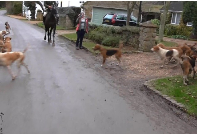 Cães de caça invadem cidade atrás de raposa  (Foto: Reprodução )