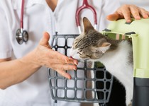 gato-pet-veterinário-profissão-caixa-transporte (Foto: Getty Images)