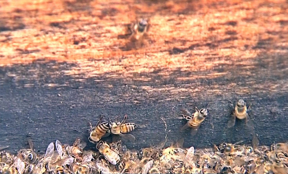 Envenenamento por agrotóxicos matou milhões de abelhas em São Sebastião do Paraíso, aponta laudo — Foto: Reprodução EPTV