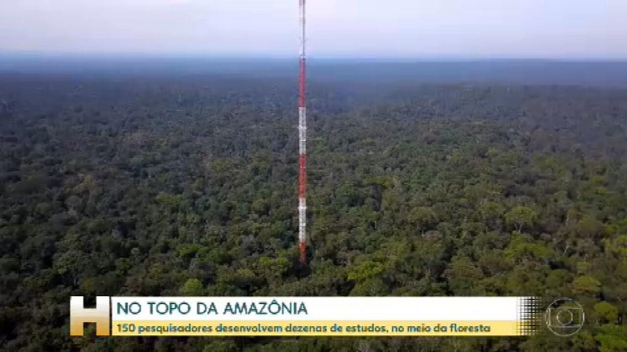 No meio da Floresta Amazônica, 150 pesquisadores desenvolvem estudos com ajuda de 3 torres