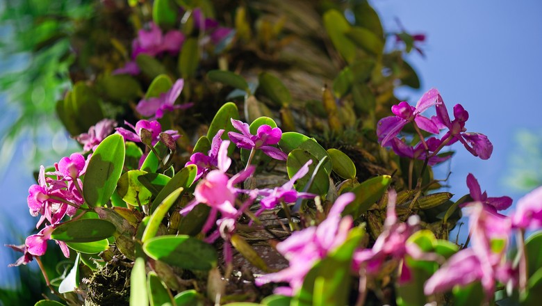 instituto-inhotim-orquidea-flor (Foto: William Gomes/Divulgação )